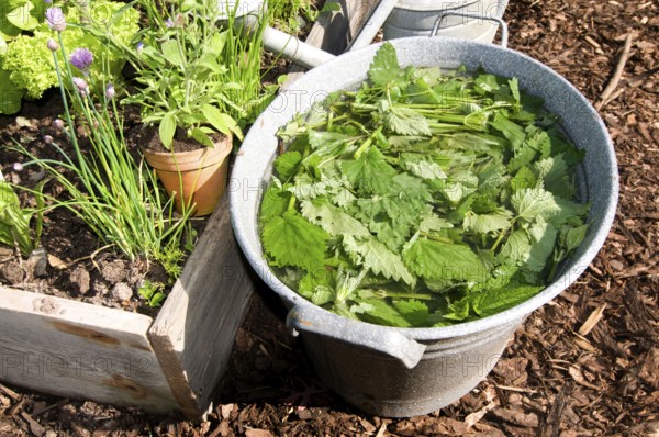 Herbal swill with stinging nettle (Urtica dioica), stinging nettle, stinging nettle swill, herbal