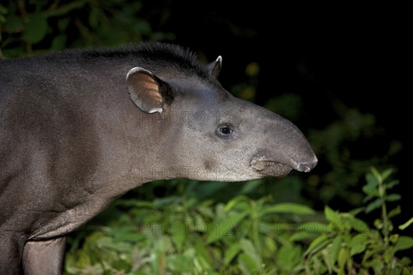 Lowland Tapir (tapirus terrestris), Head of Adult, Manu National Park in Peru