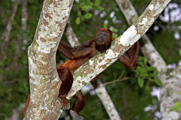 Red Howler Monkey (alouatta seniculus), Adult standing in Tree, Los Lianos in Venezuela
