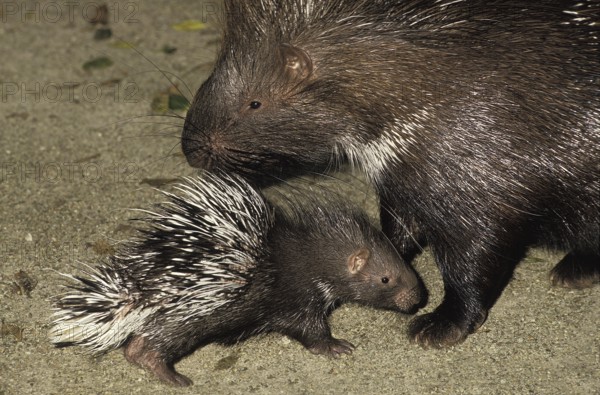 Crested Porcupine (hystrix cristata), Mother and Cub