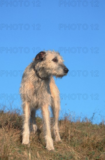 Irish Wolfhound, Irish Wolfhound (animals) (greyhound) (mammals) (mammals) (domestic dog) (domestic