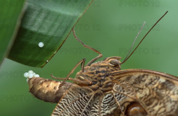 Owl Butterfly, female, lying pale owl (Caligo memnon), Owl butterfly, female, laying eggs, side,