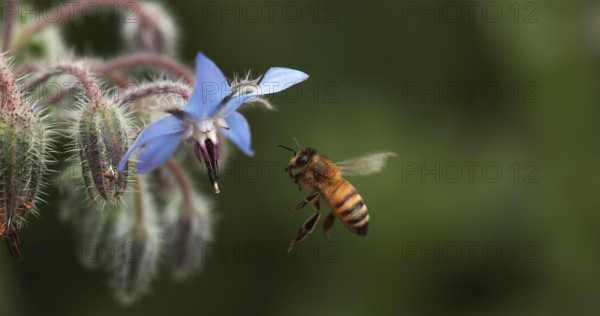 European Honey Bee (apis mellifera), Bee foraging a borage Flower, Insect in Flight, Pollination