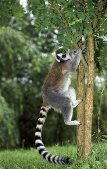 Ring Tailed Lemur (lemur catta), Adult climbing down Tree