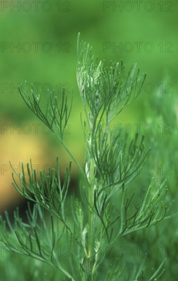 Lad's love (Artemisia abrotanum), Lemonweed (Plants) (Medicinal Herbs) (Medicinal Plants)