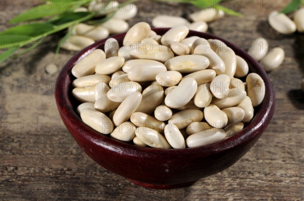 Cannellini bean, cannellini beans, white beans, shell
