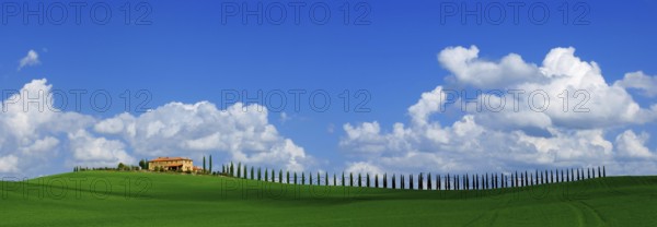 A single rural tuscan house, agroturismo, and cypress avenue, with blue sky, white clouds in April,