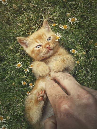 Man hand petting an orange kitten. Little ginger cat lying on his back among flowering chamomile,