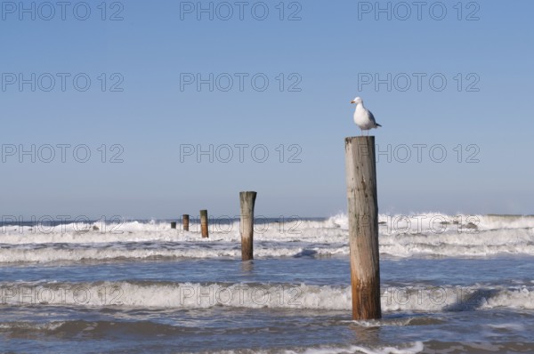 European herring gull (Larus argentatus) on a wooden pole, surf, North Sea, Norderney, East Frisian