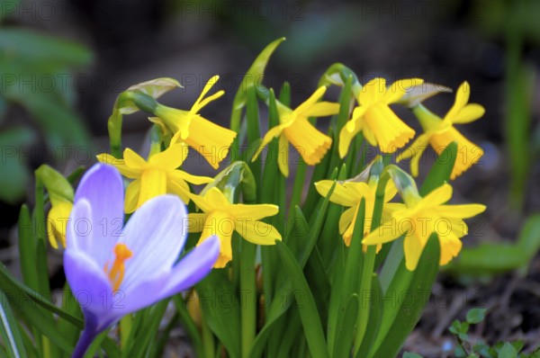 Crocus with daffodils in the garden, yellow daffodil (Narcissus pseudonarcissus), daffodil,