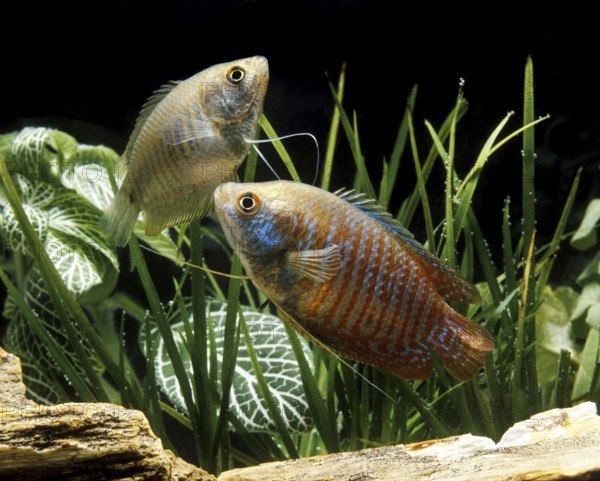 Dwarf gouramis (colisa lalia), Dwarf gouramis, Other Animals, Fish, Animals, Labyrinth Fish, Dwarf