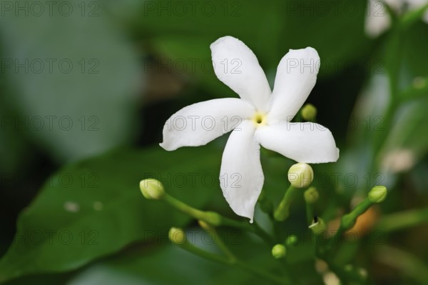 Crape Jasmine, Rajasthan, India (Tabernaemontana divaricata), Coffee Rose, Crape Gardenia, Paper
