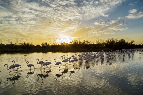 Greater Flamingos (Phoenicopterus roseus), Pont de Gau Ornithological Park, Camargue, France,