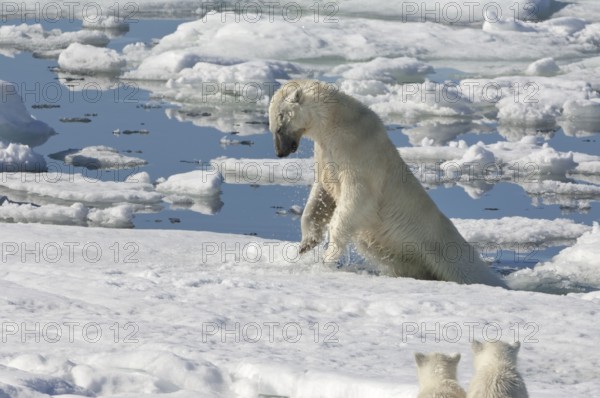 Polar bear (Thalassarctos maritimus), female and cubs, chasing ringed seal (Phoca hispida),