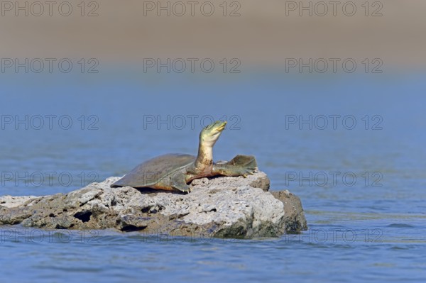 Ganges Soft-shelled Turtle, Uttar Pradesh, India (Trionyx gangeticus) (Aspideretes gangeticus),