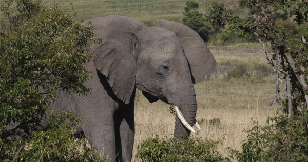 African Elephant (loxodonta africana), Adult walking through savannah, Eating Grass, Masai Mara