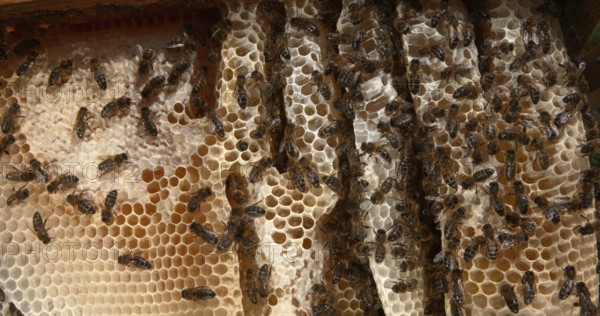 European Honey Bee (apis mellifera), Black Bees on a wild Ray, Alveolus filled with Honey, Bee Hive