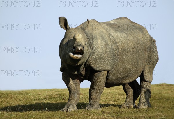 INDIAN indian rhinoceros (rhinoceros unicornis), ADULT CALLING OUT