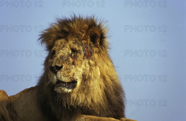 African Lion (panthera leo), Old Male injured after Fight, Masai Mara Park in Kenya