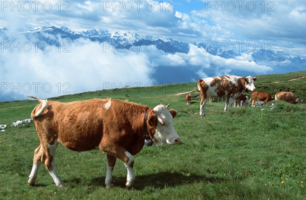 Cattle on alpine pasture (mammals) (mammal animals) (domestic animal) (farm animal) (domestic)