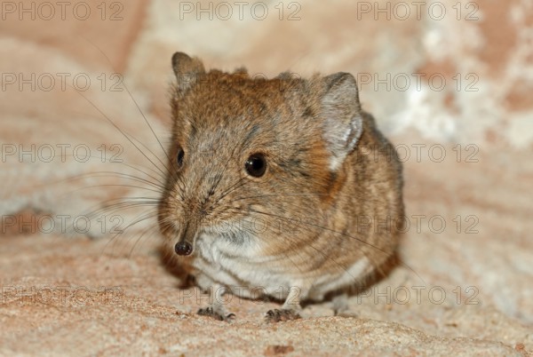 Short eared Elephant Shrew, short-eared trunkjumper, short-eared trunkjumper, short-eared elephant