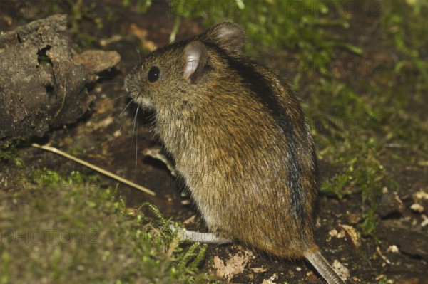 Striped field mouse (Apodemus agrarius), Saxony-Anhalt, Germany, Europe