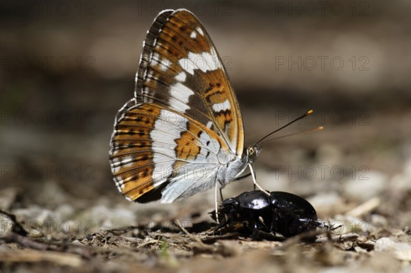 White Admira with dead beetle, Lower Saxony, Germany (Limenitis camilla), side