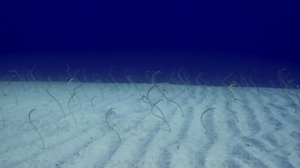 Group of Red Sea garden eels, Indo-Pacific garden eel (Gorgasia sillneri) or Spotted Garden Eel