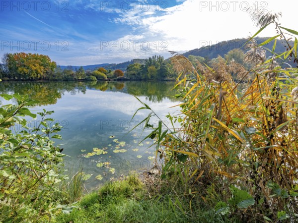 Reed grass on the shore of the Bruchteiche quarry pond, Bad Sooden-Allendorf, Hesse, Germany,