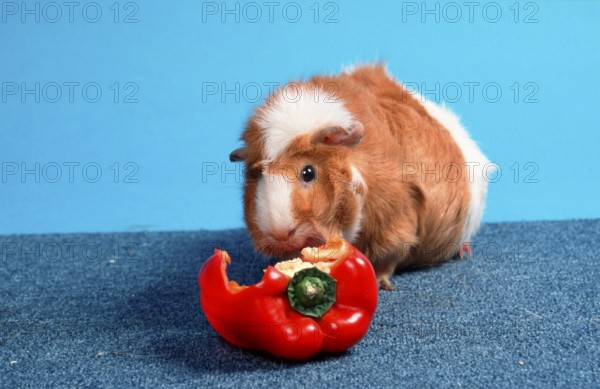 Abyssinian Guinea Pig Pig, red-and-white eating sweet pepper, rosette guinea pig, red-and-white,