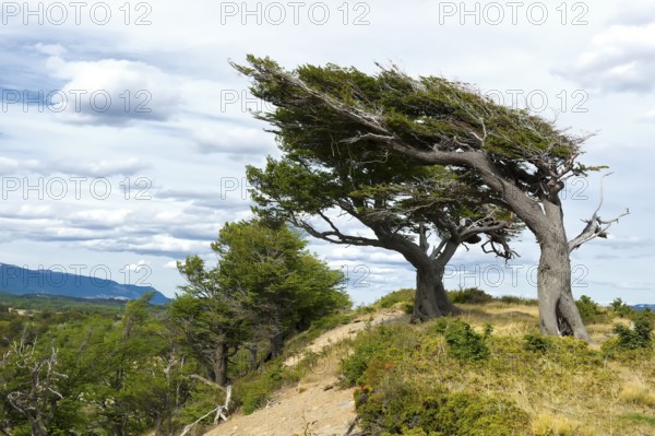 Arboles Banderas, wind shaped trees, Tierra del Fuego, Patagonia, Argentina, wind, windy, South