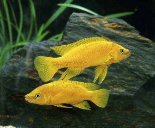 Neolamprologus leleupi (Lamprologus leleupi), Gold Cichlid, Tanganyika Gold Cichlids, Gold