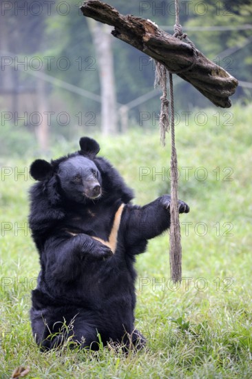 Asian black bear (Ursus thibetanus), Animal Asia Foundation sanctuary, Chengdu, Sichuan