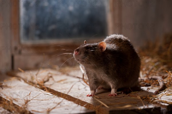Rat (Rattus norvegicus forma domestica), in barn, Rhineland-Palatinate, Germany, Europe
