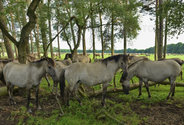 Dülmen wild horses resting in forest, Merfelder Bruch, Dülmen, Münsterland, North Rhine-Westphalia,