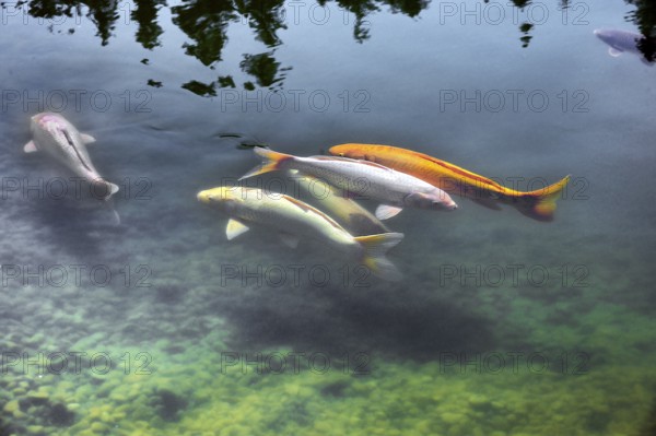 Open day, Lake Mondsee with koi, a species of common carp (Cyprinus carpio), Daishin Zen monastery