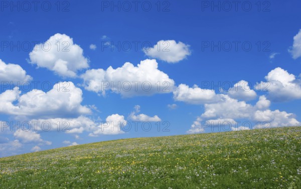 Green flower meadow, blue sky and white cumulus clouds near Steingaden, Bavaria, Germany, Europe