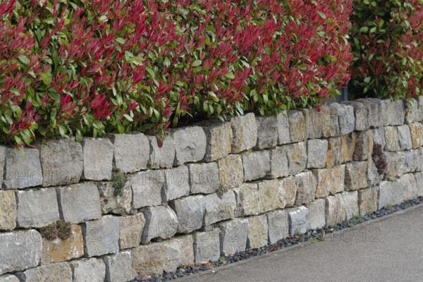 Garden design with a stone wall and a loquat (Photinia Fraseri), shell limestone, stone, garden