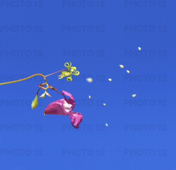 Close up of himalayan balsam (Impatiens glandulifera) in blue sky, exploding, popping, spreading