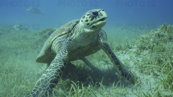 Very old male Hawksbill Sea Turtle (Eretmochelys imbricata) or Bissa on seagrass meadow covered