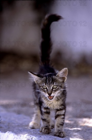 Young kitten