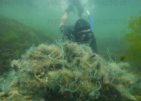 Freediver picks up lost fishing net lies on green algae in sun glare on shallow water in Black sea,