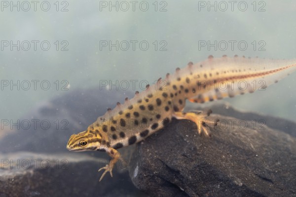 Common newt (Lissotriton vulgaris), male in water spawning swims in the water, underwater photo in