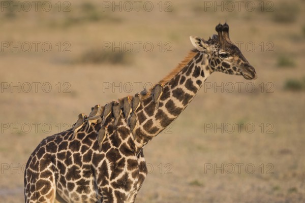 Africa, african, animal, background, beautiful, big, brown, camelopardalis, conservation, cute,