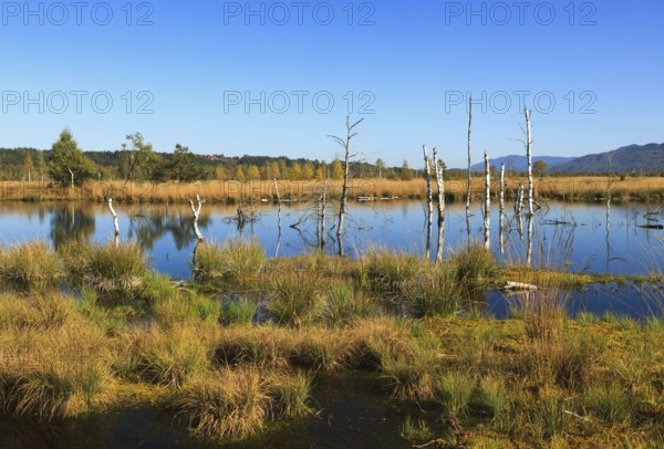 Dead birch trees in a moor, Kendlmühlfilzn raised bog or upland moor, near Grassau, Upper Bavaria,