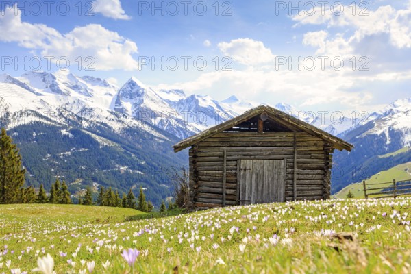 Old barn in a meadow of crocuses, the Zillertal Alps at the back, Zillertal valley, Tyrol, Austria,