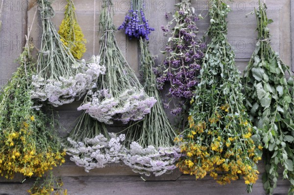 Herbs hung up to dry, St. John's wort, yarrow, mint, lemon balm, bedstraw (Hypericum perforatum)
