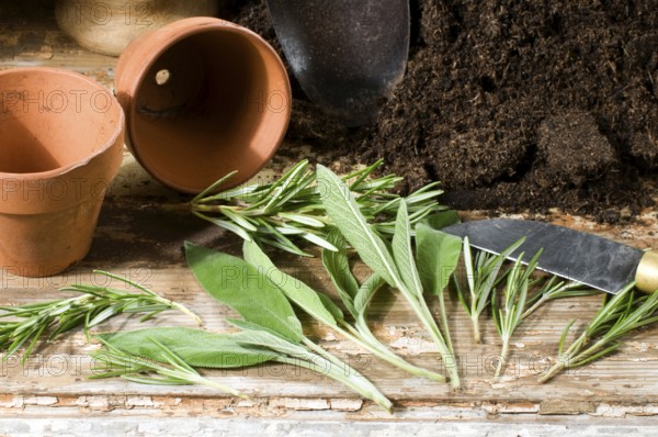 Rosemary cuttings (Rosmarinus officinalis) and sage cuttings, rosemary cuttings, sage cuttings