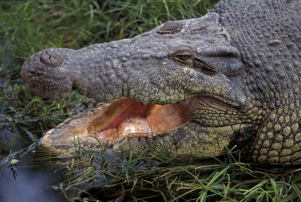 AUSTRALIAN SALWATER CROCODILE OR ESTUARINE CROCODILE (crocodylus porosus), ADULT WITH OPEN MOUTH