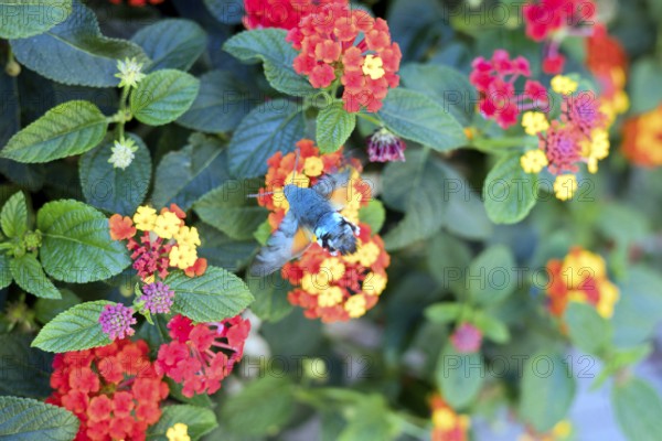 Hummingbird hawk-moth (Macroglossum stellatarum) in buzzing flight on a wood anemone (Lantana),